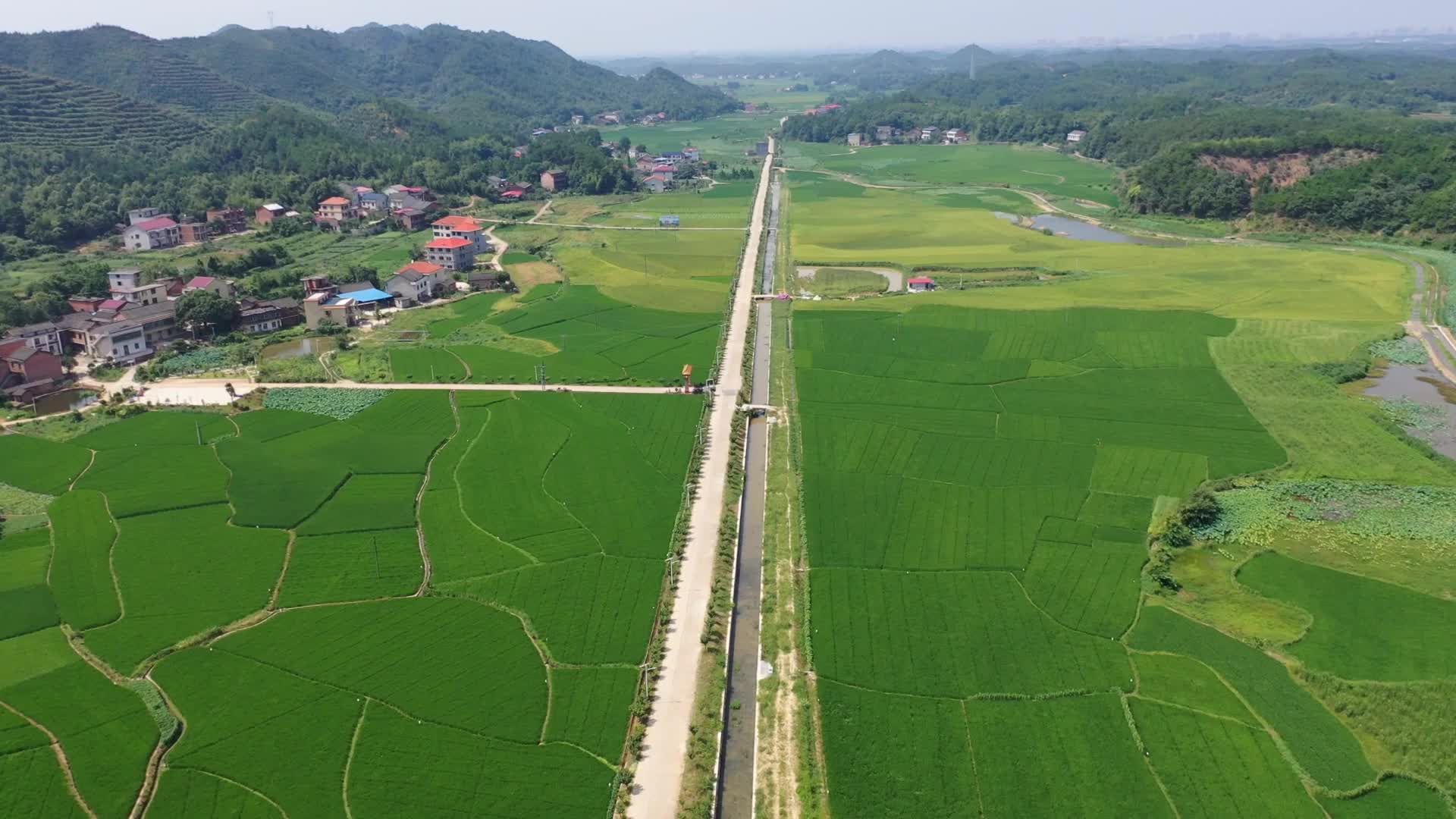 三湘大地,稻浪滚滚!又是一个丰收年