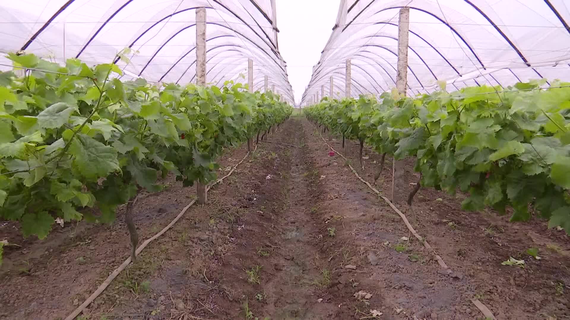 澧縣仙桃村村民樊明喜種植陽光玫瑰葡萄脫貧致富—— 湖南日堡