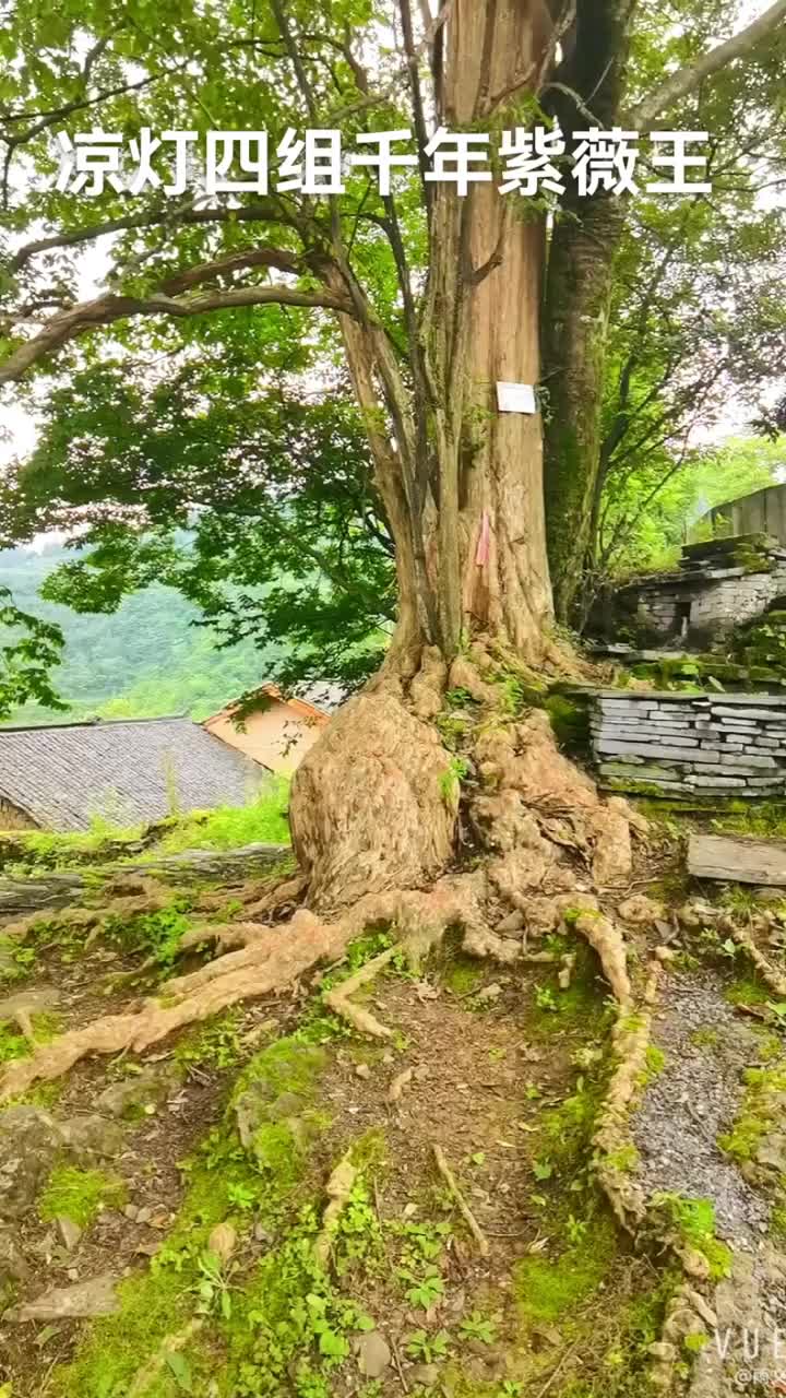 视频丨千年川黔紫薇王