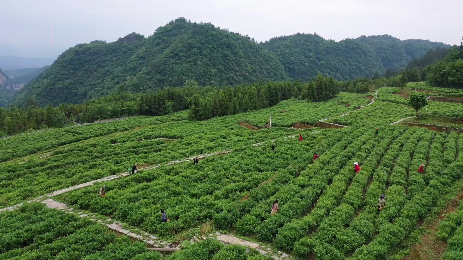 湖南张家界:高山莓茶采摘忙