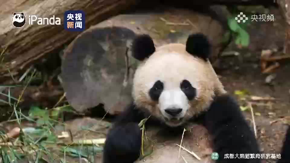 好萌！大熊猫实力演绎饭还是别人家的香