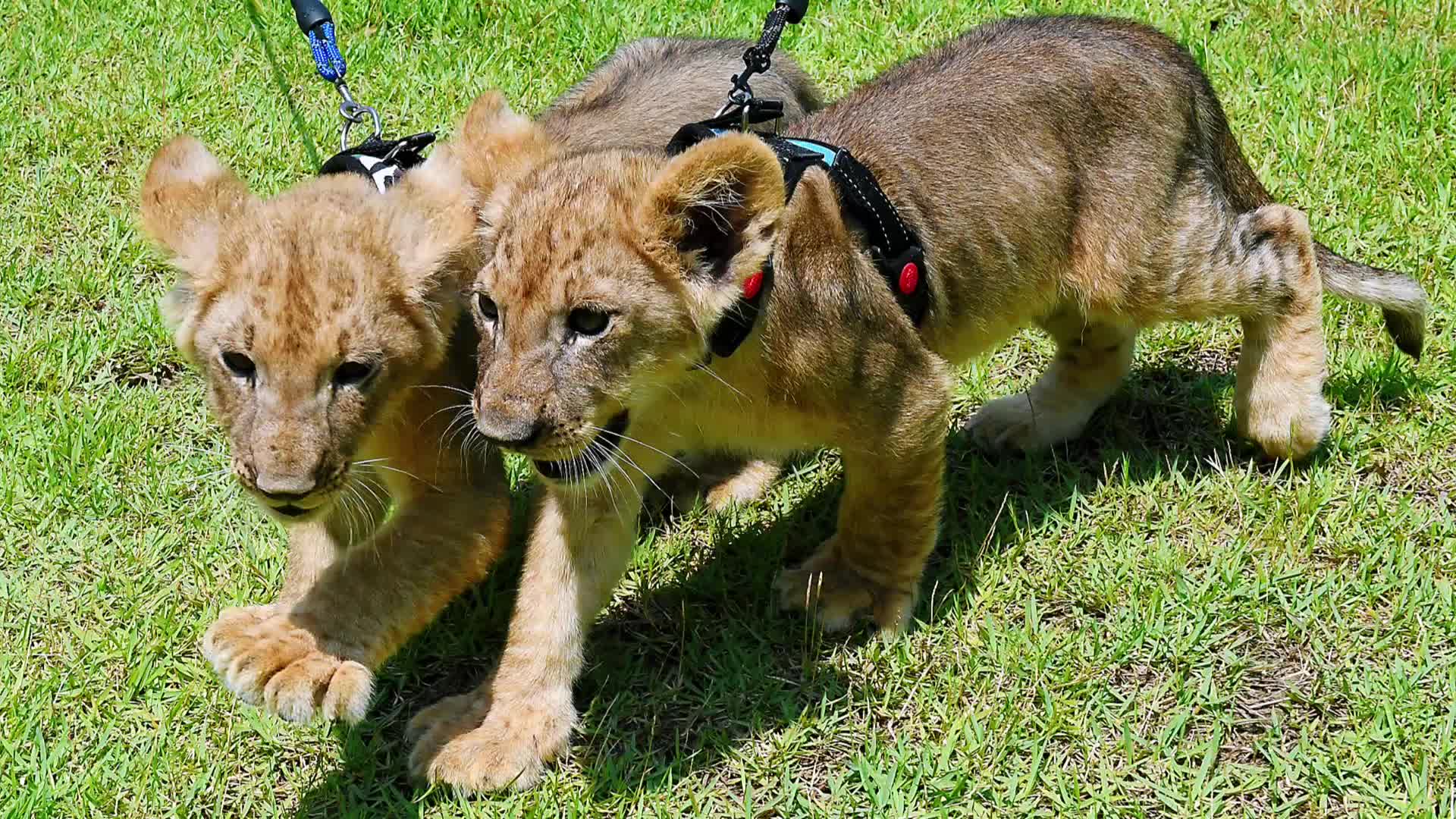 双胞胎狮宝宝，萌到你了吗？