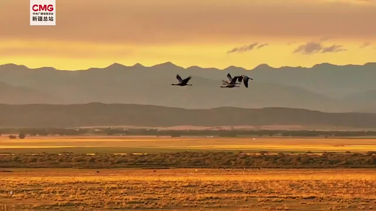 群雁与落日红霞同框好美