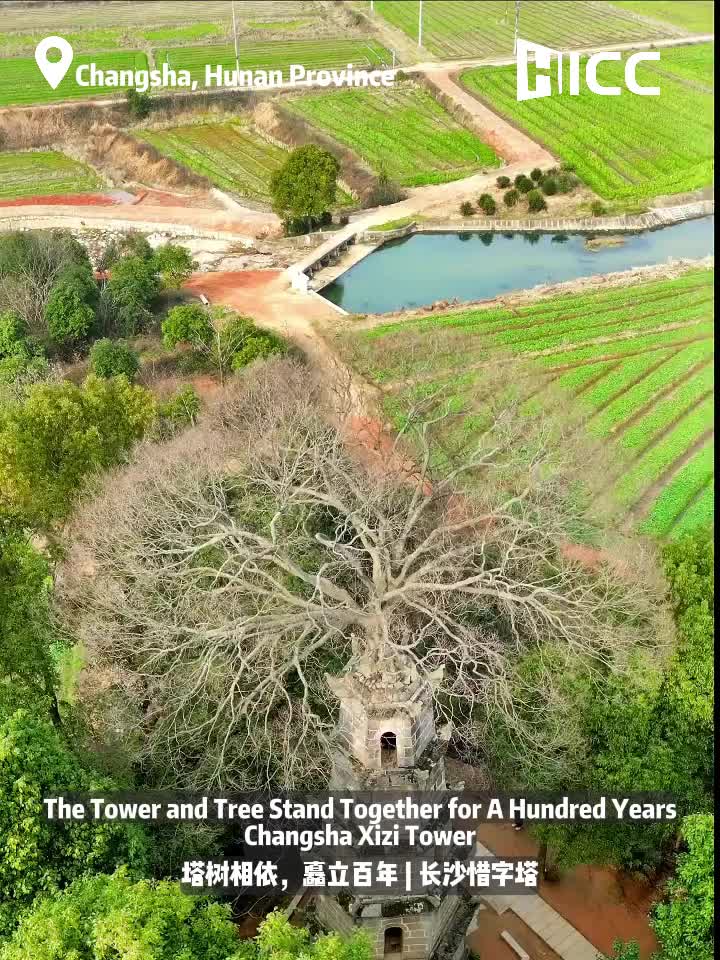 塔树相依，矗立百年|长沙惜字塔（The Tower and Tree Stand Together