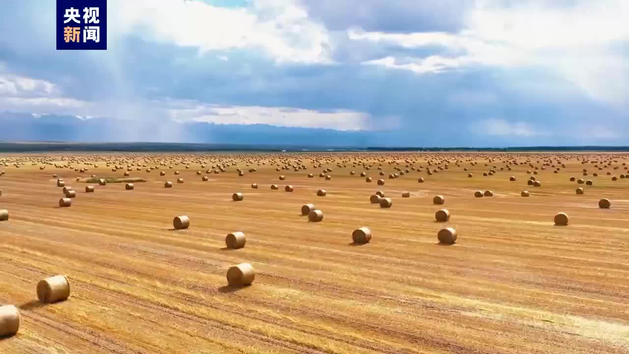 新疆昭苏好像铺上金色地毯