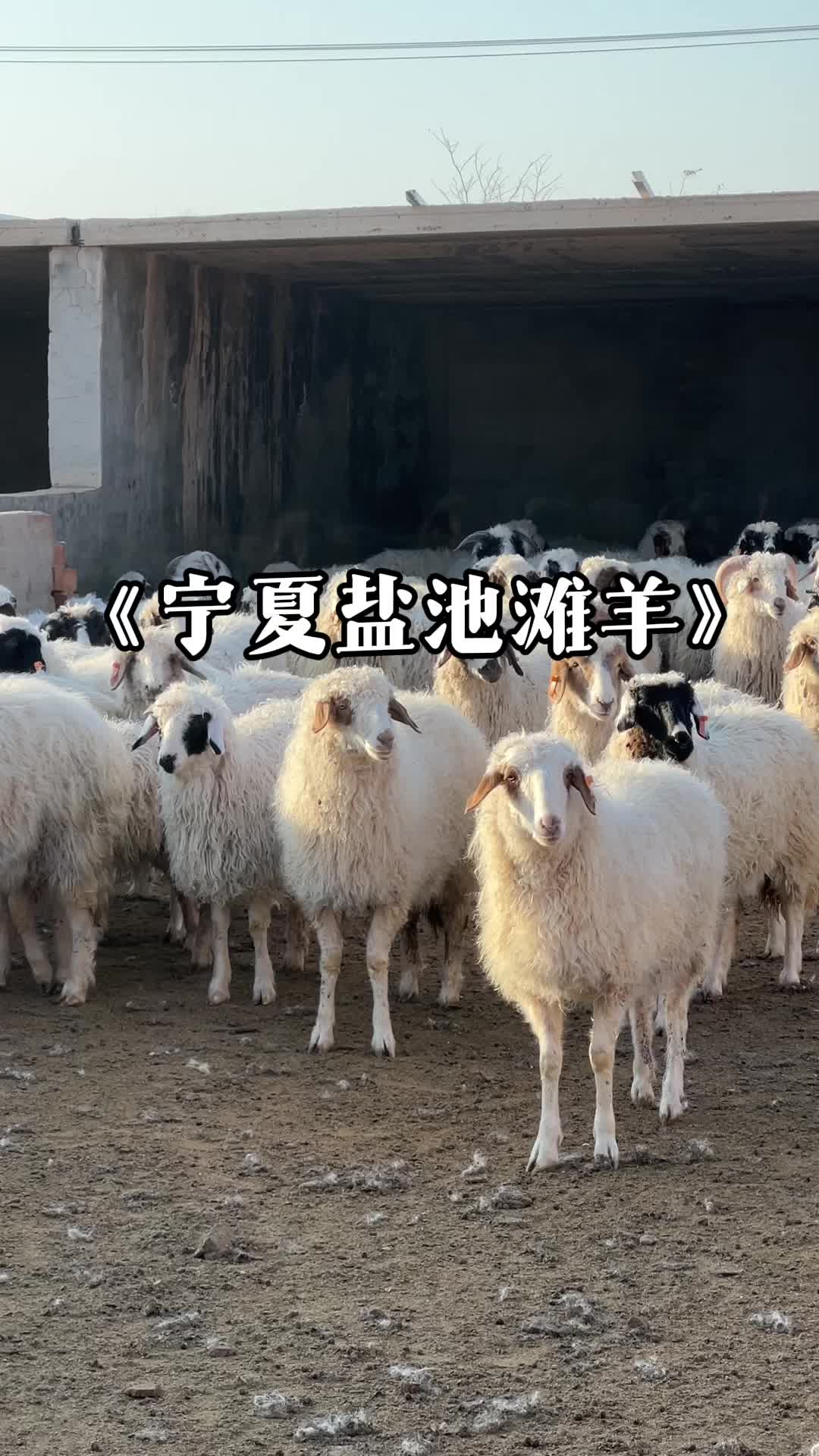 寧夏鹽池灘羊：鮮而不膻 名“羊”天下