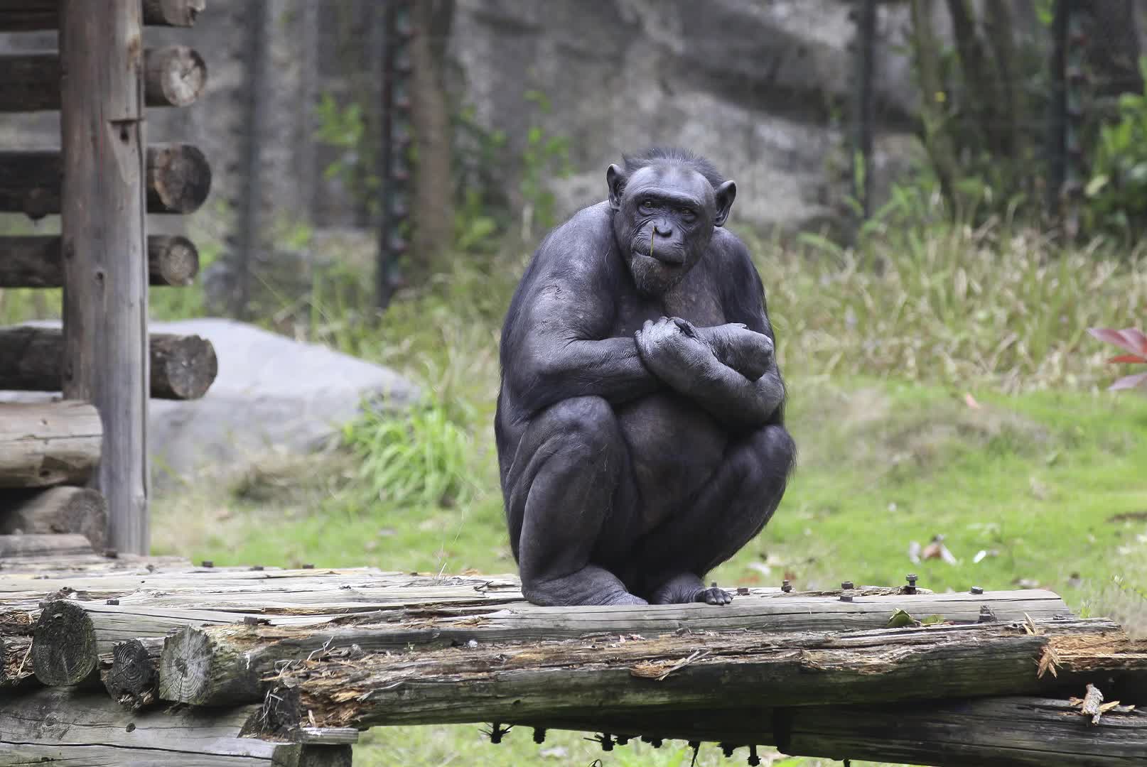 长沙生态动物园开展“猩猩关爱周”活动