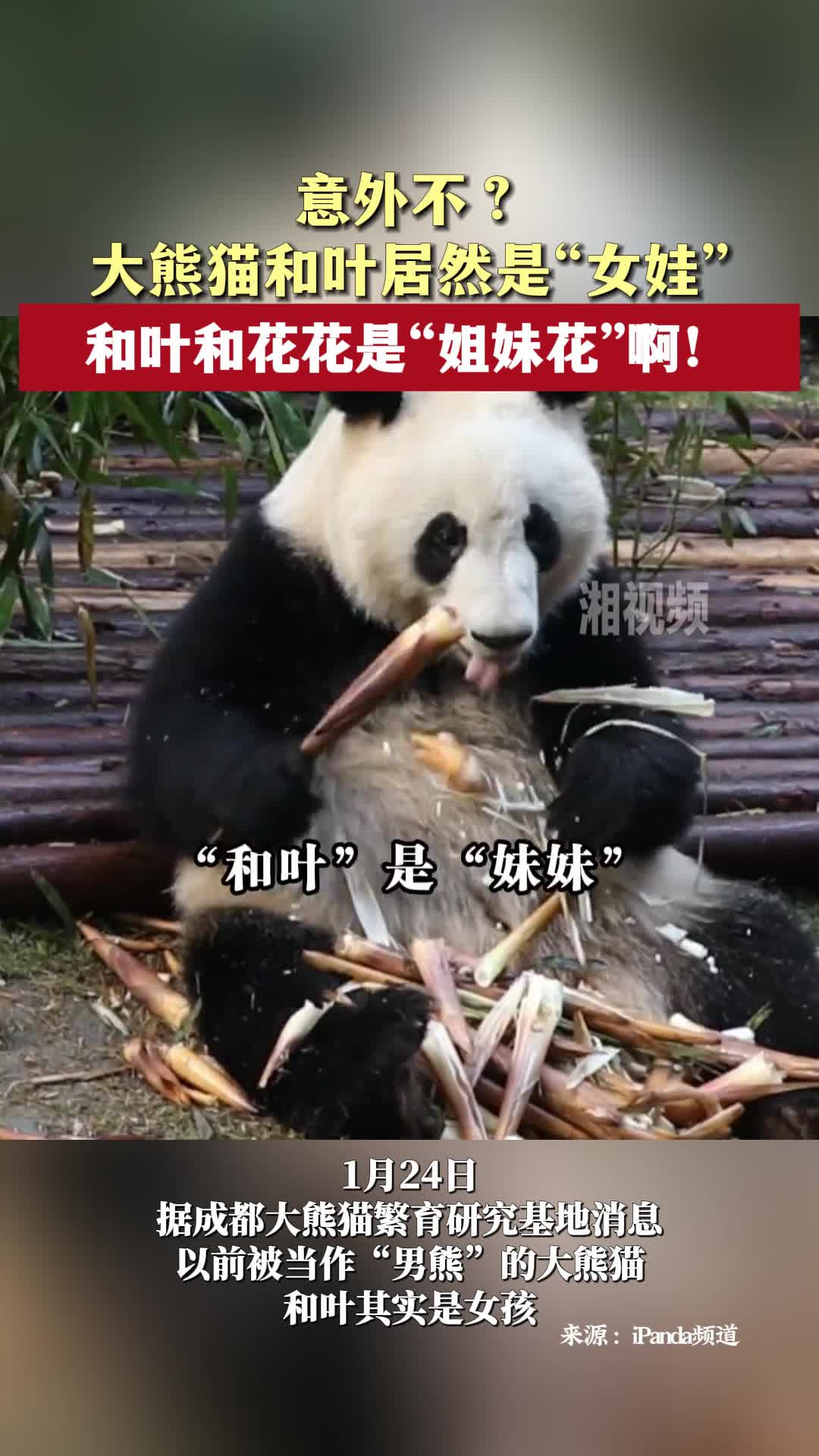 意外不？ 大熊猫和叶居然是“女娃”