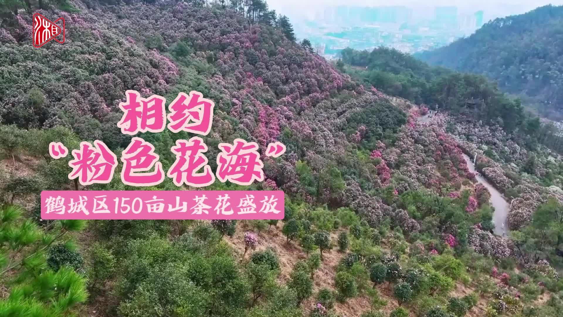 视频｜相约“粉色花海” 鹤城区150亩山茶花盛放