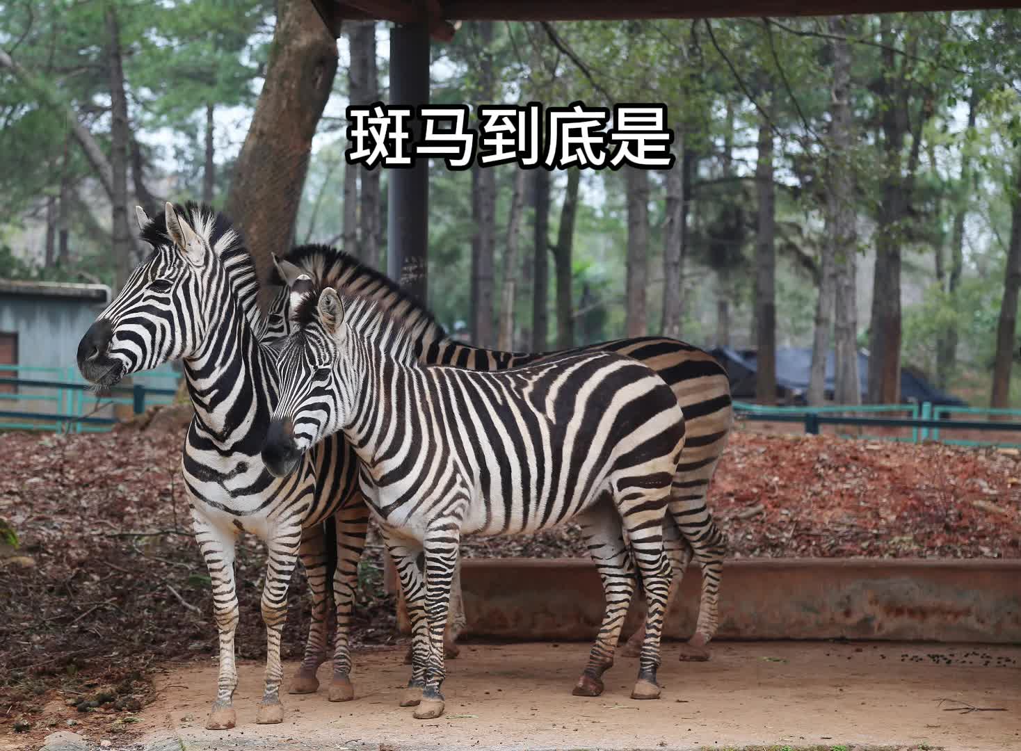 视频|斑马到底是白底黑纹还是黑底白纹?孩子们在长沙生态动物园找到了答案