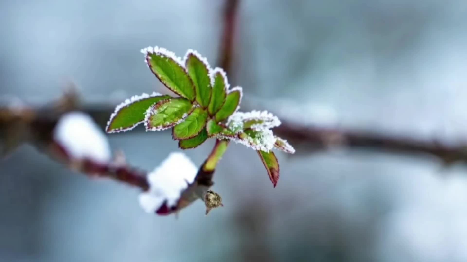 今日科普| 春季气温还是不高，这是“倒春寒”吗？