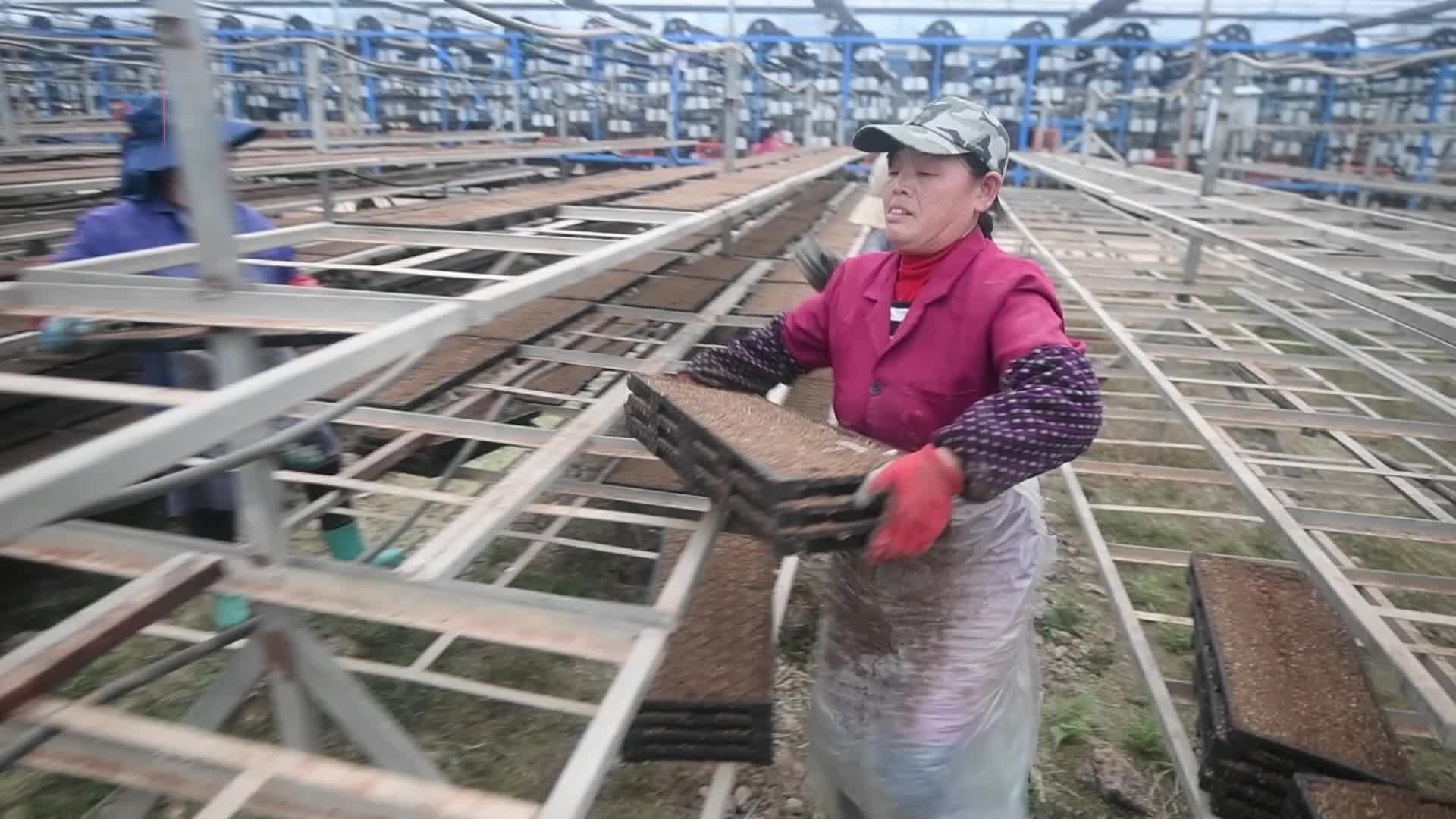 屈原区育秧工厂助力春耕生产