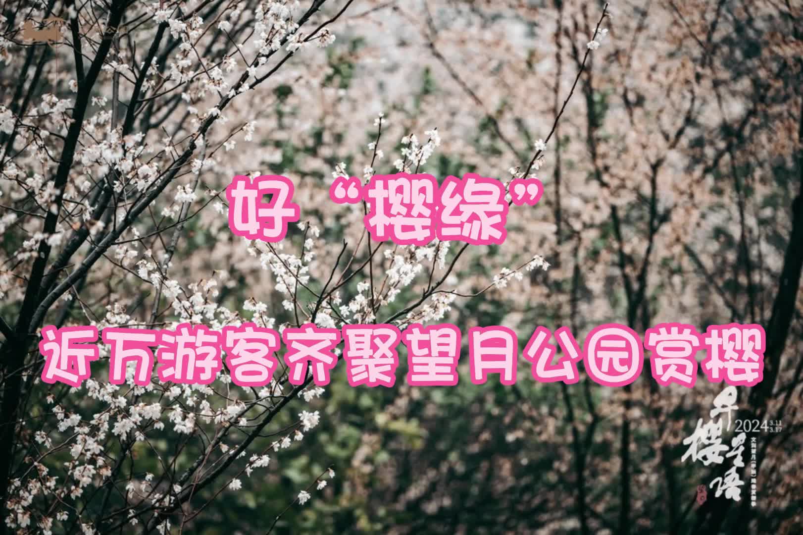 “新”花怒放⑤|好“樱缘”!近万游客齐聚望月公园赏樱