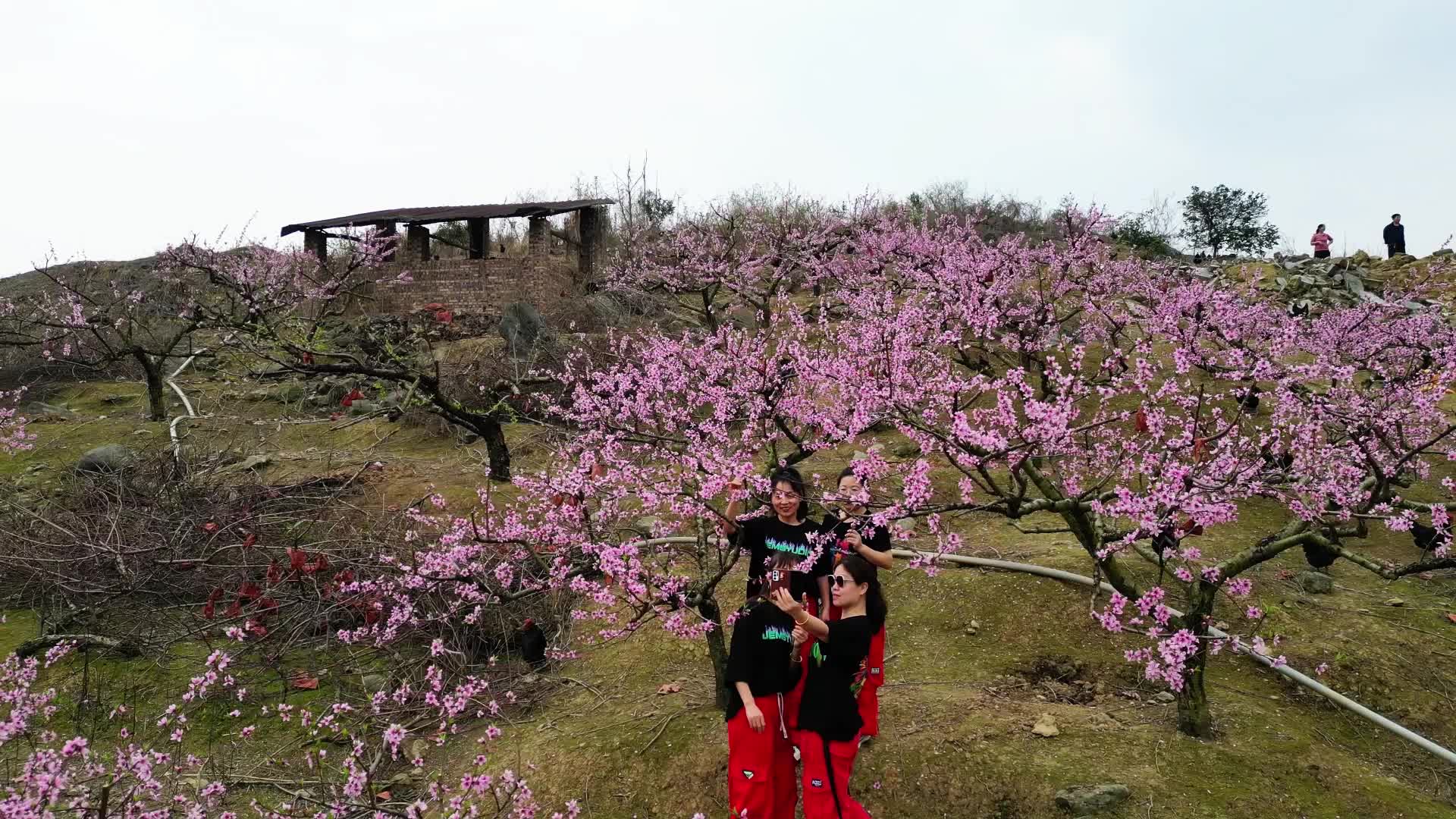 视频|涟源：桃花朵朵引客来