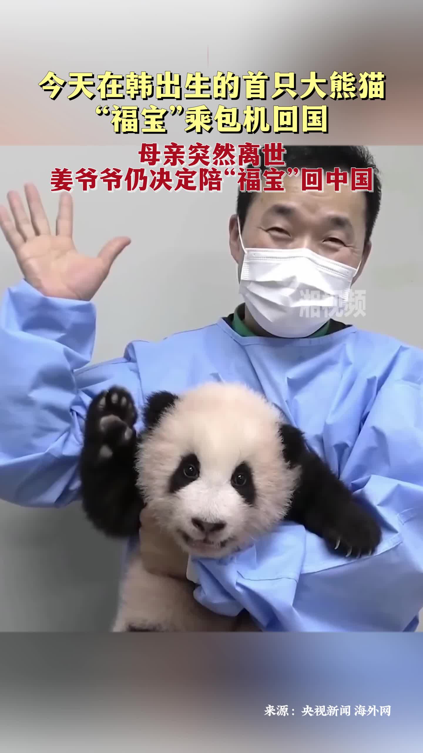 在韩出生的首只大熊猫“福宝”今日乘包机回国