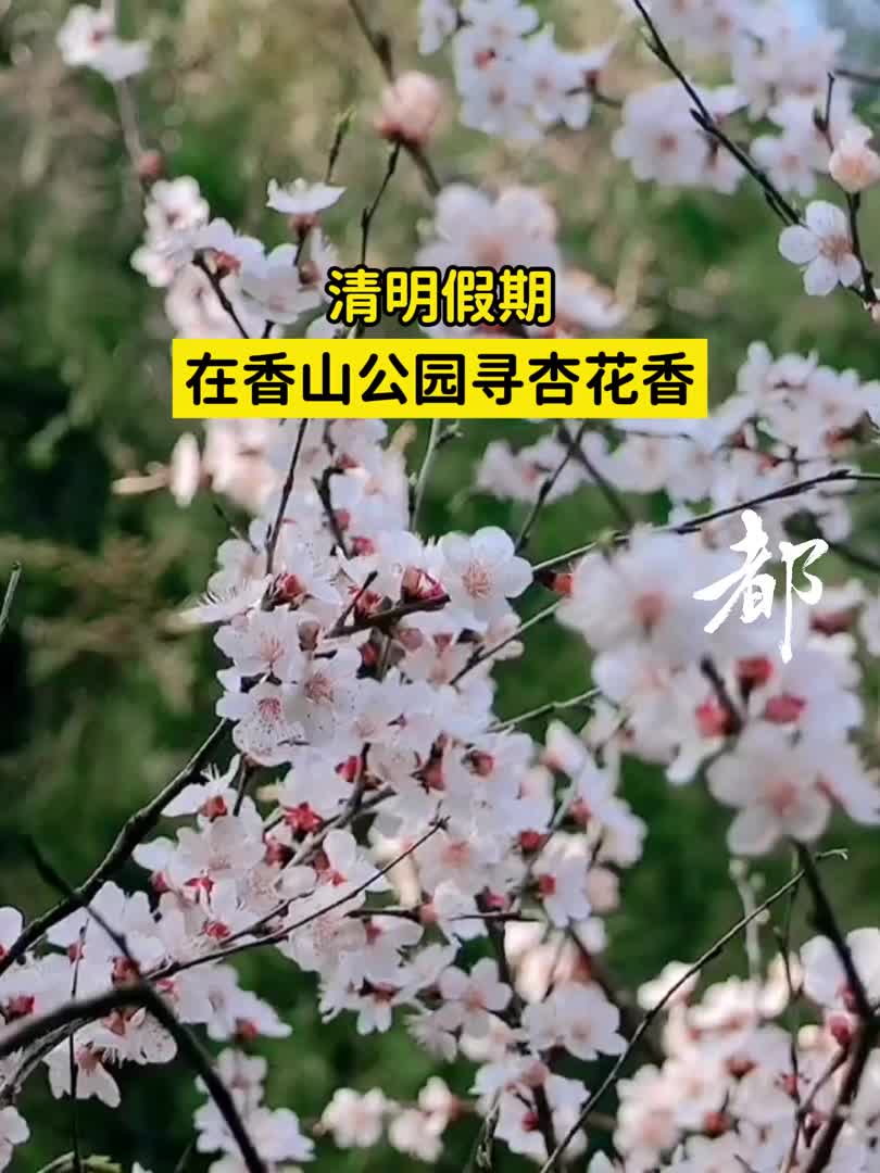 在香山公园寻杏花香