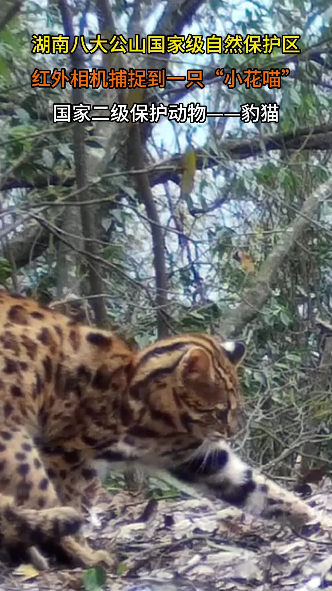 湖南八大公山国家级自然保护区发现豹猫生活习性视频