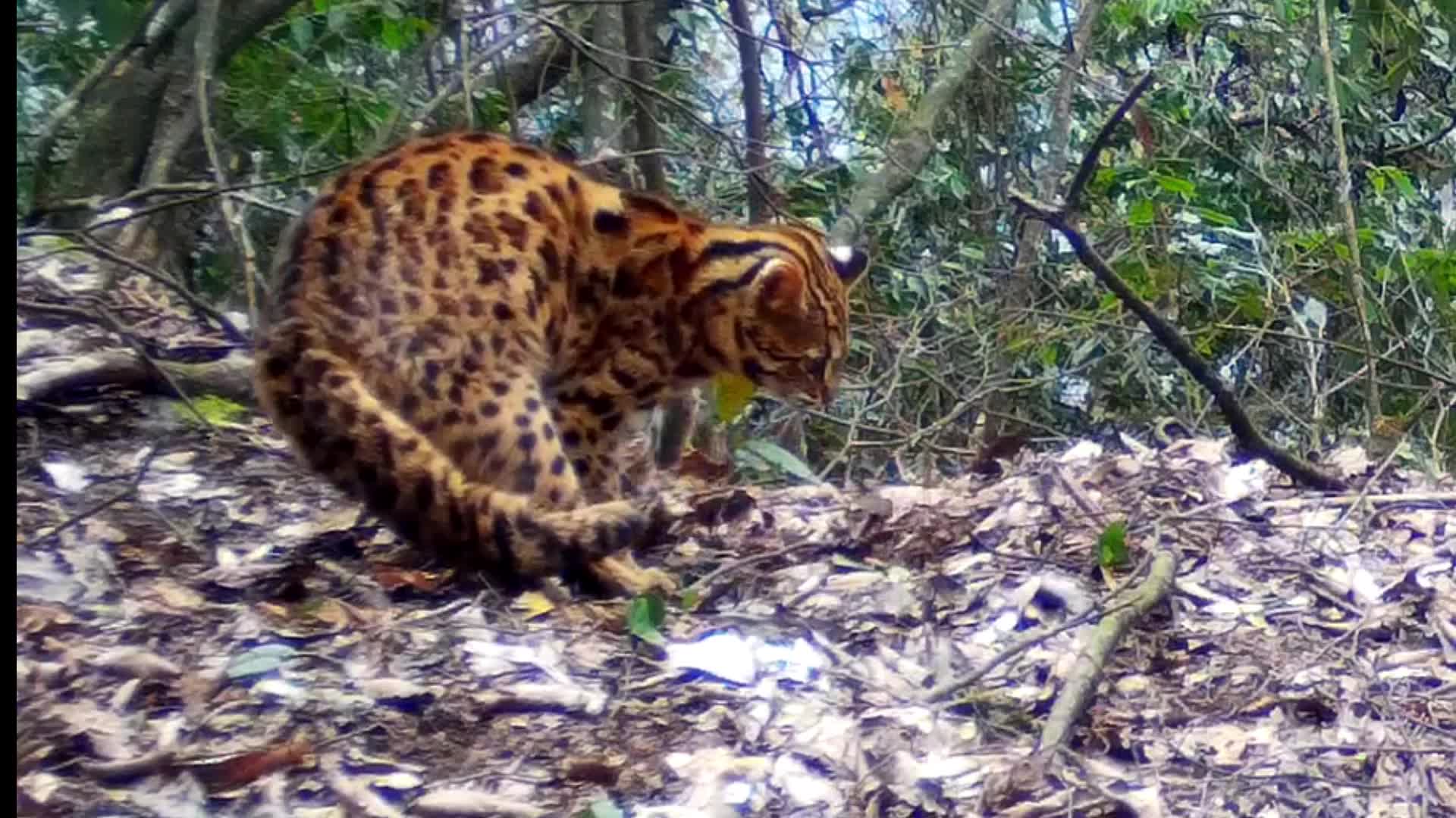 温柔似猫，敏捷如豹！湖南八大公山近距离拍摄到豹猫