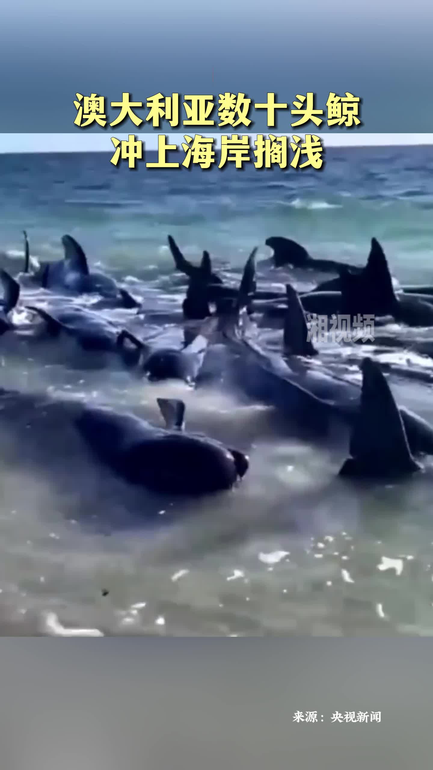 澳大利亚数十头鲸冲上海岸搁浅