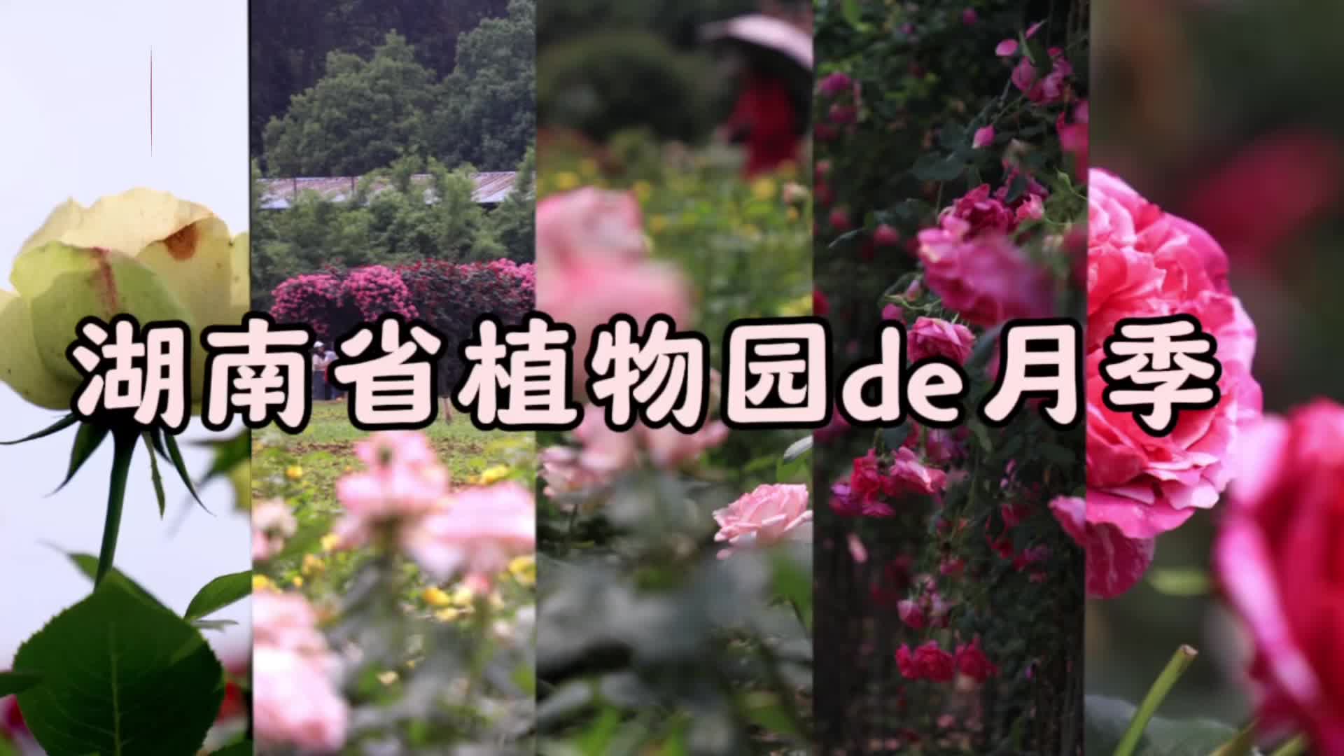 “湘”约五一·城会玩⑧|省植物园玫瑰、月季盛开了
