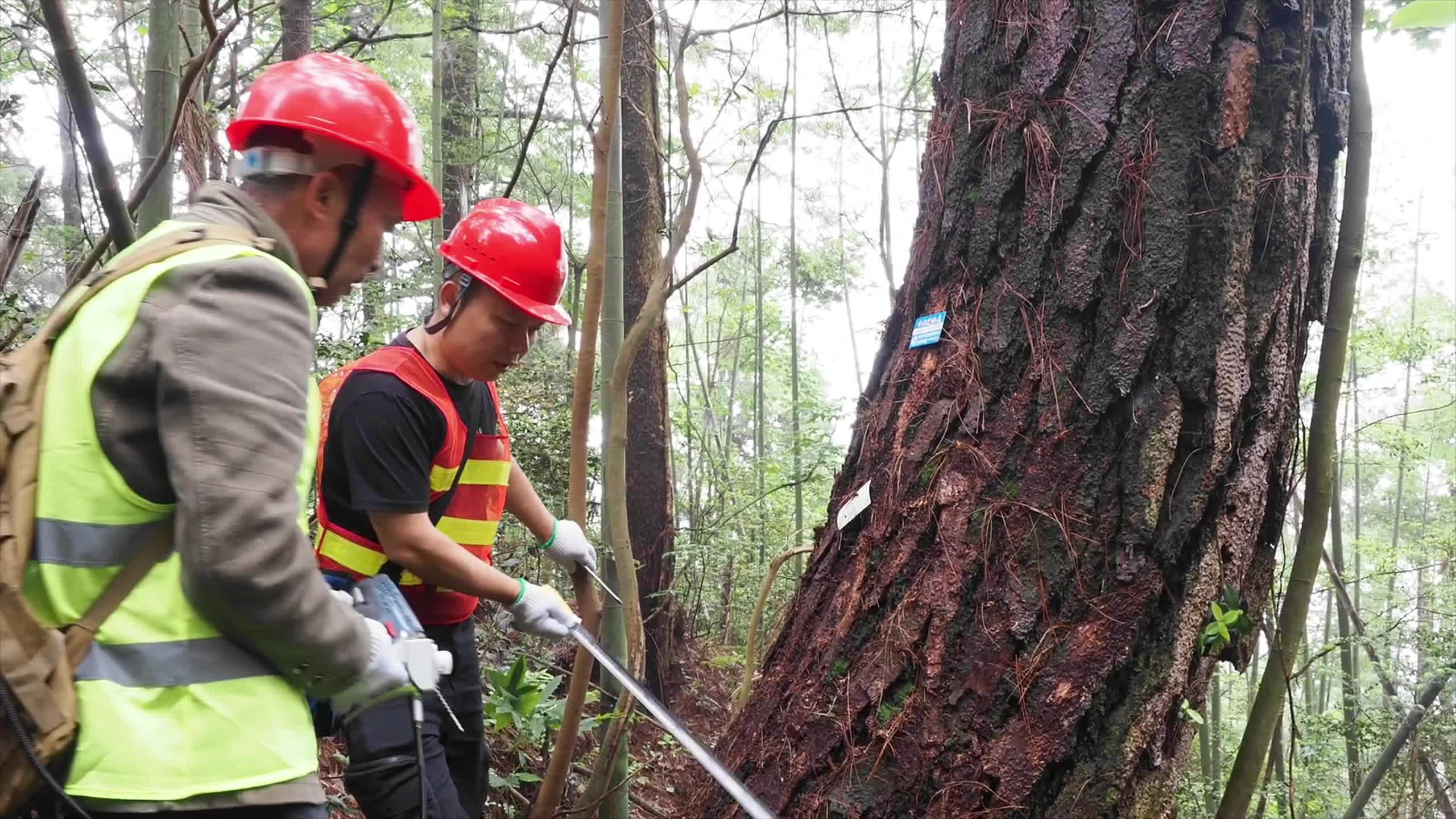 南岳衡山引进新型技术 对景区松林开展专项防治