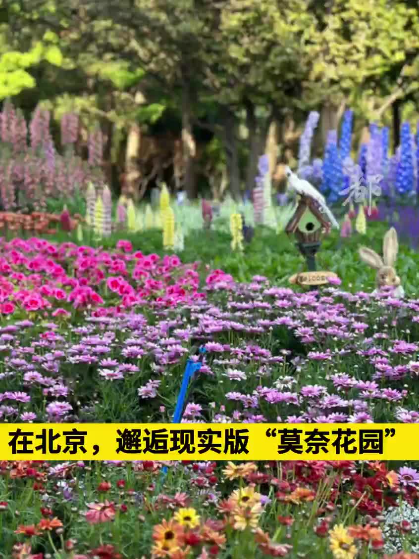 在北京，邂逅现实版“莫奈花园”
