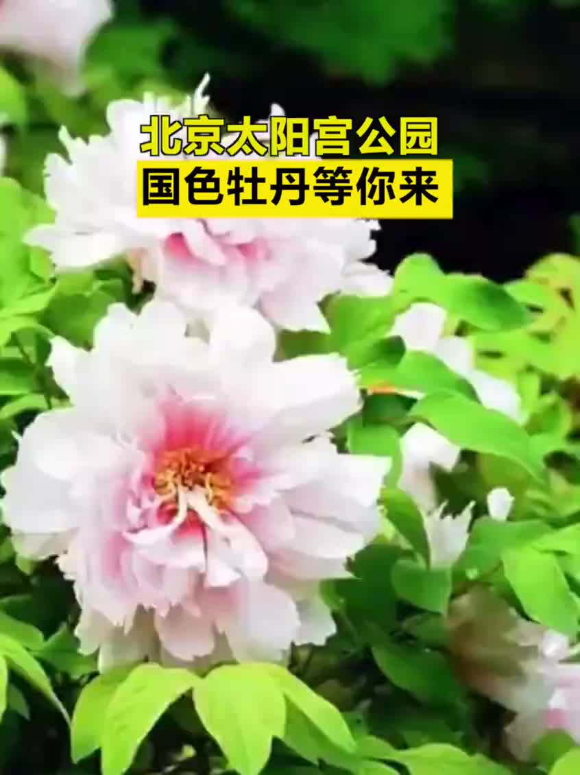 语文书里的国色天香有画面了！北京太阳宫公园5万株牡丹等你来