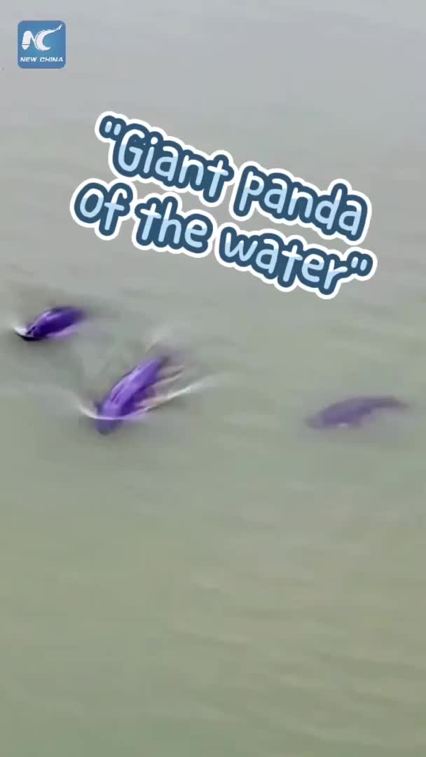 Yangtze Finless Porpoises Spotted in Hunan