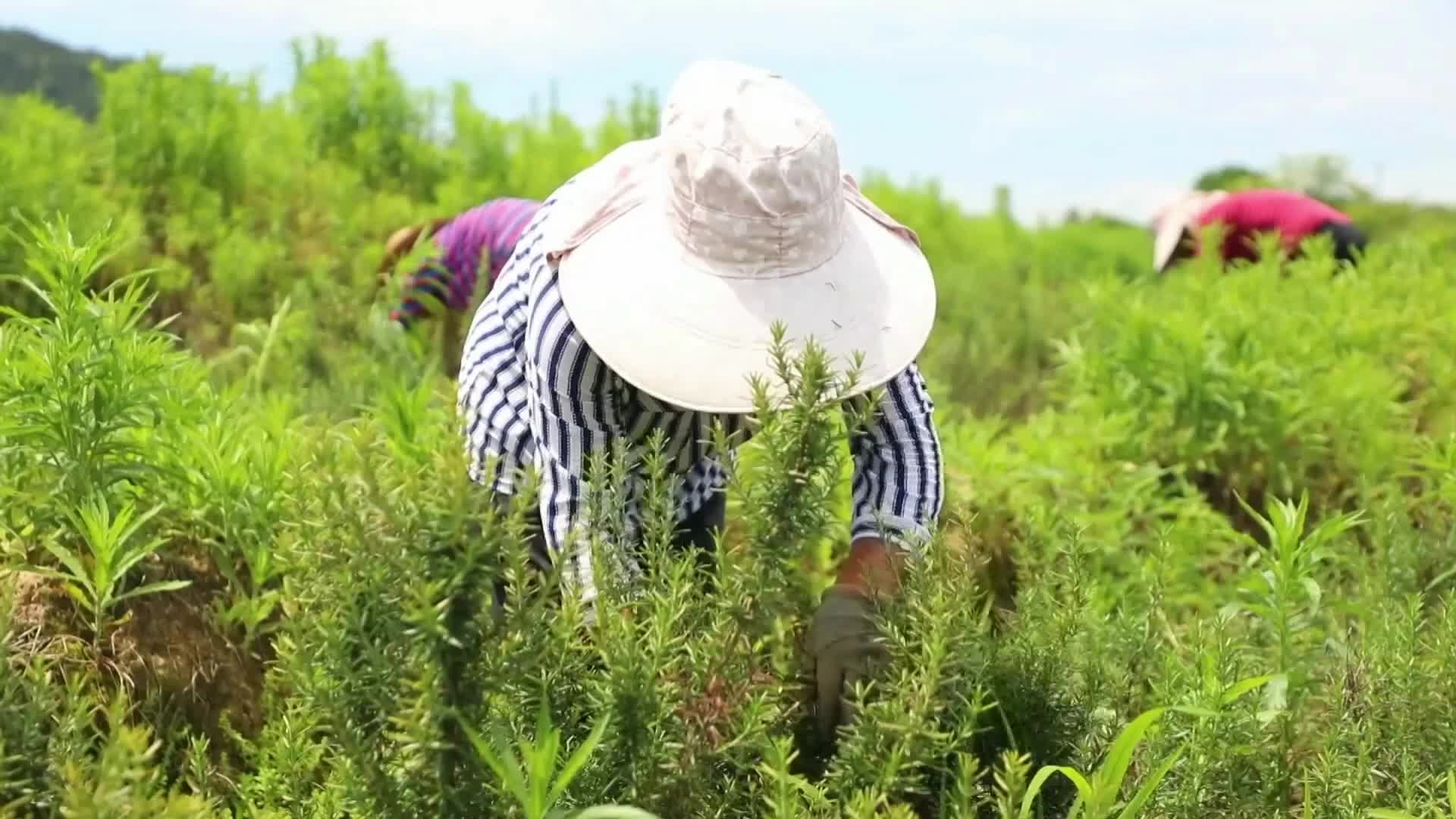 茶陵：种植迷迭香 助力特色产业发展