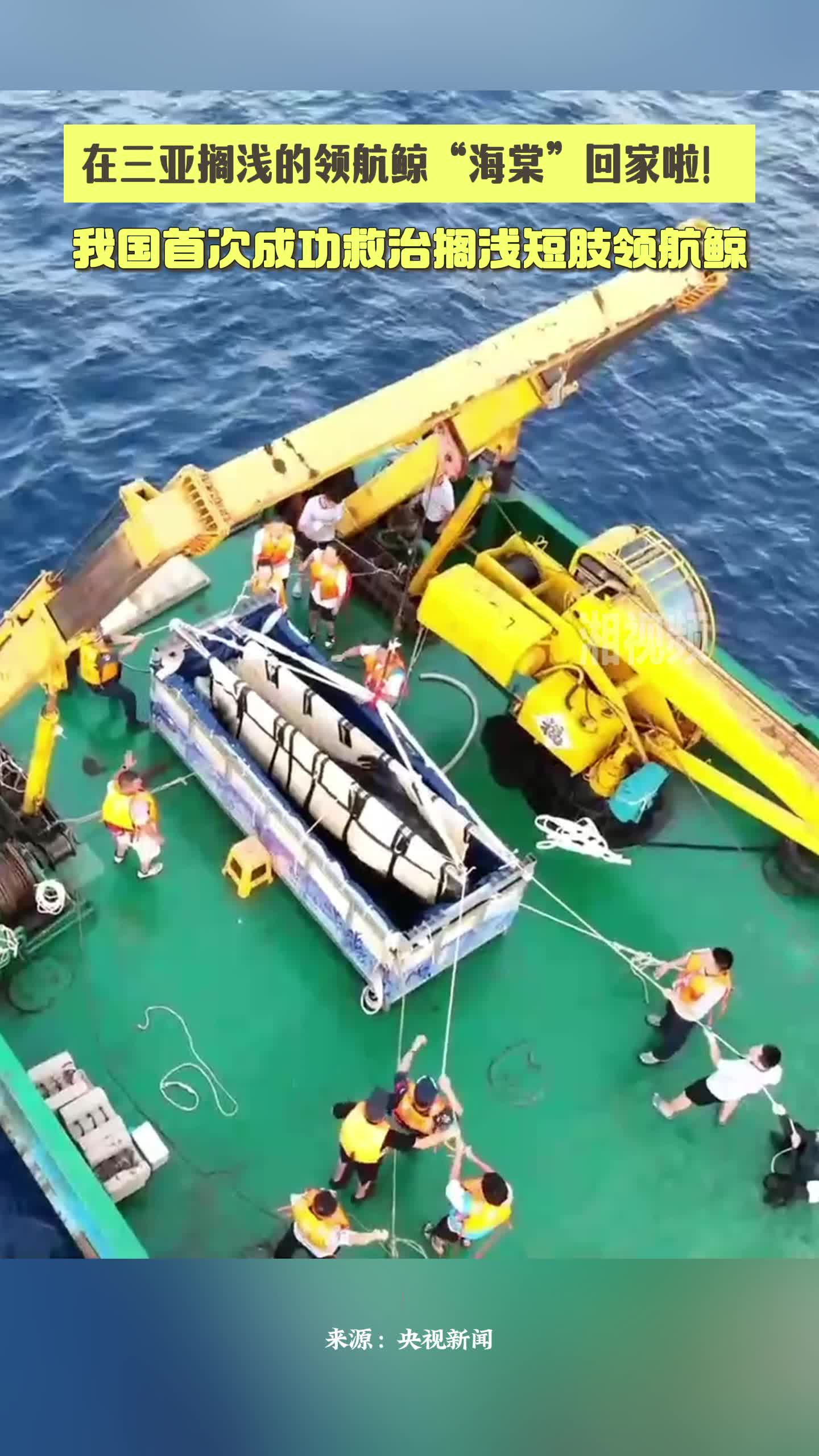 “海棠”回家啦！我国首次成功救治搁浅短肢领航鲸