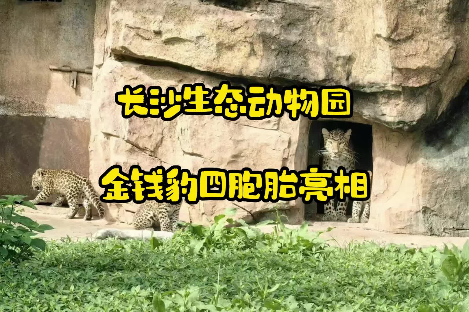 端午怎么玩⑤|长沙生态动物园金钱豹四胞胎迎端午