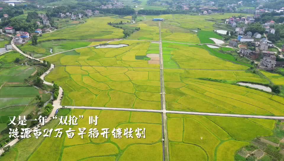 视频|涟源市21万亩早稻开镰收割