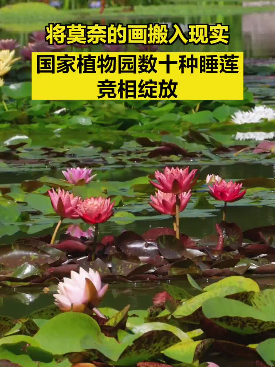 将莫奈的画搬入现实，国家植物园数十种睡莲竞相绽放