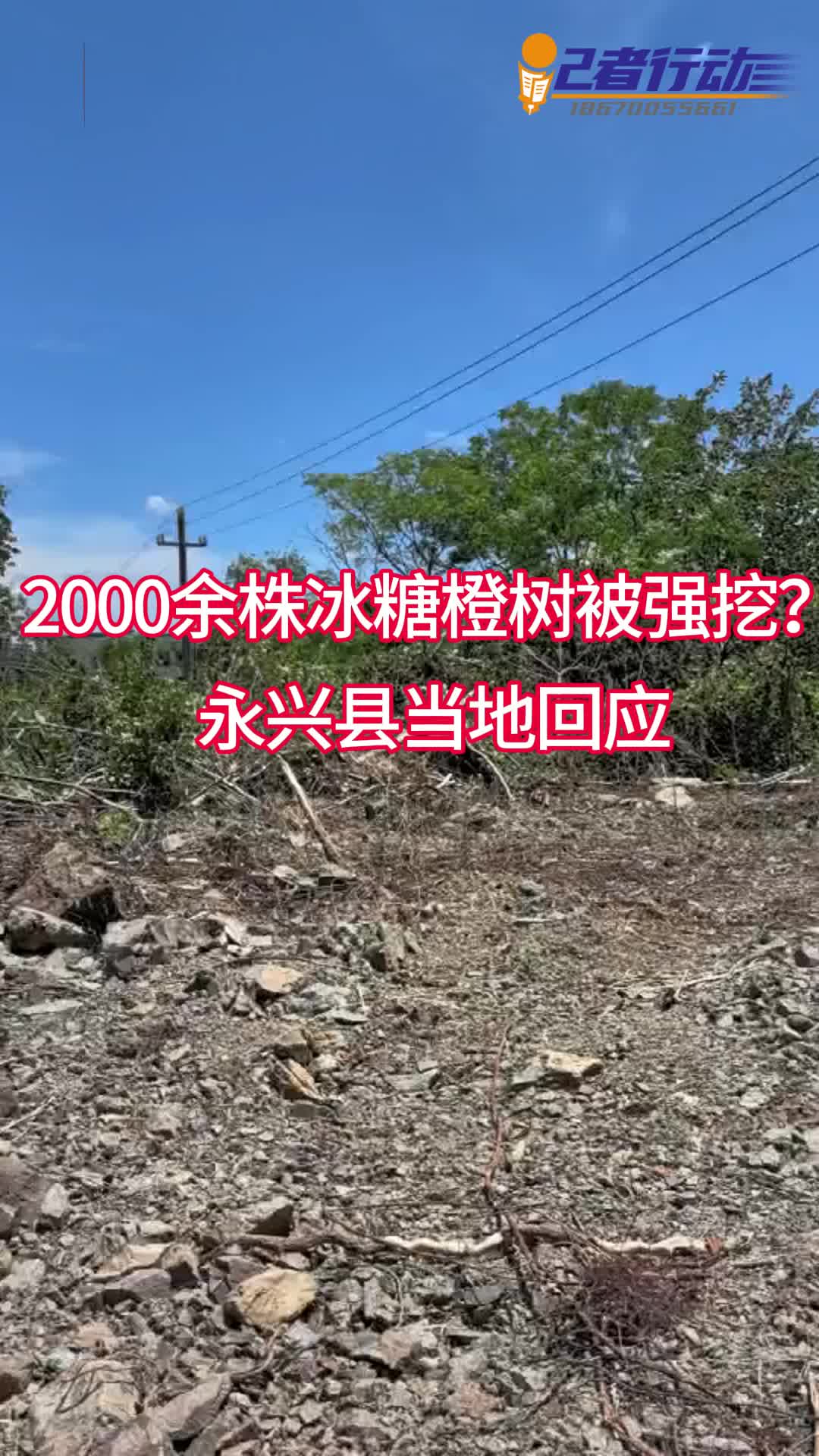 記者行動丨永興縣2000余株冰糖橙樹被強挖？當?shù)鼗貞? border=