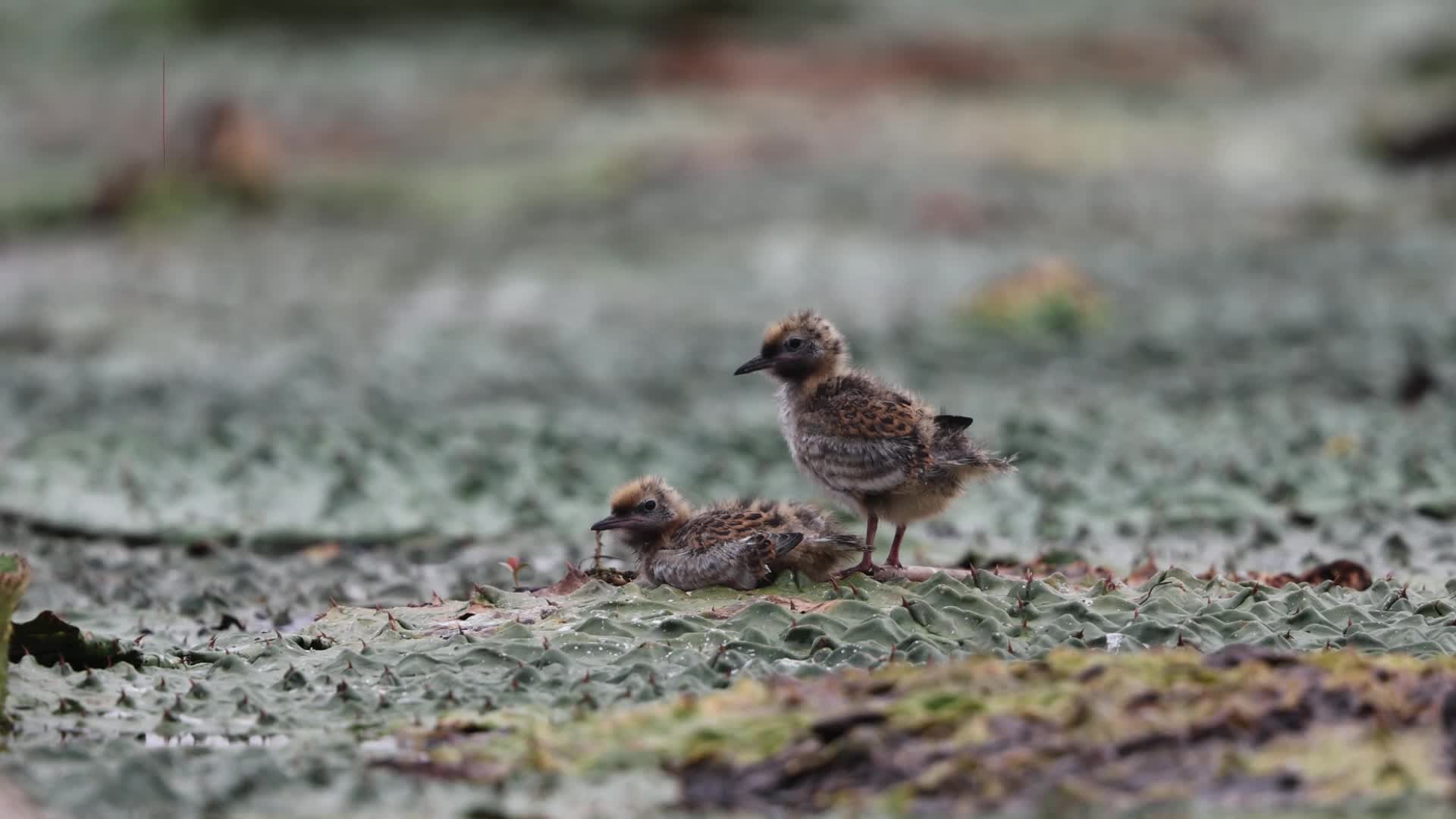 生生不息！灰翅浮鷗守候幼鳥