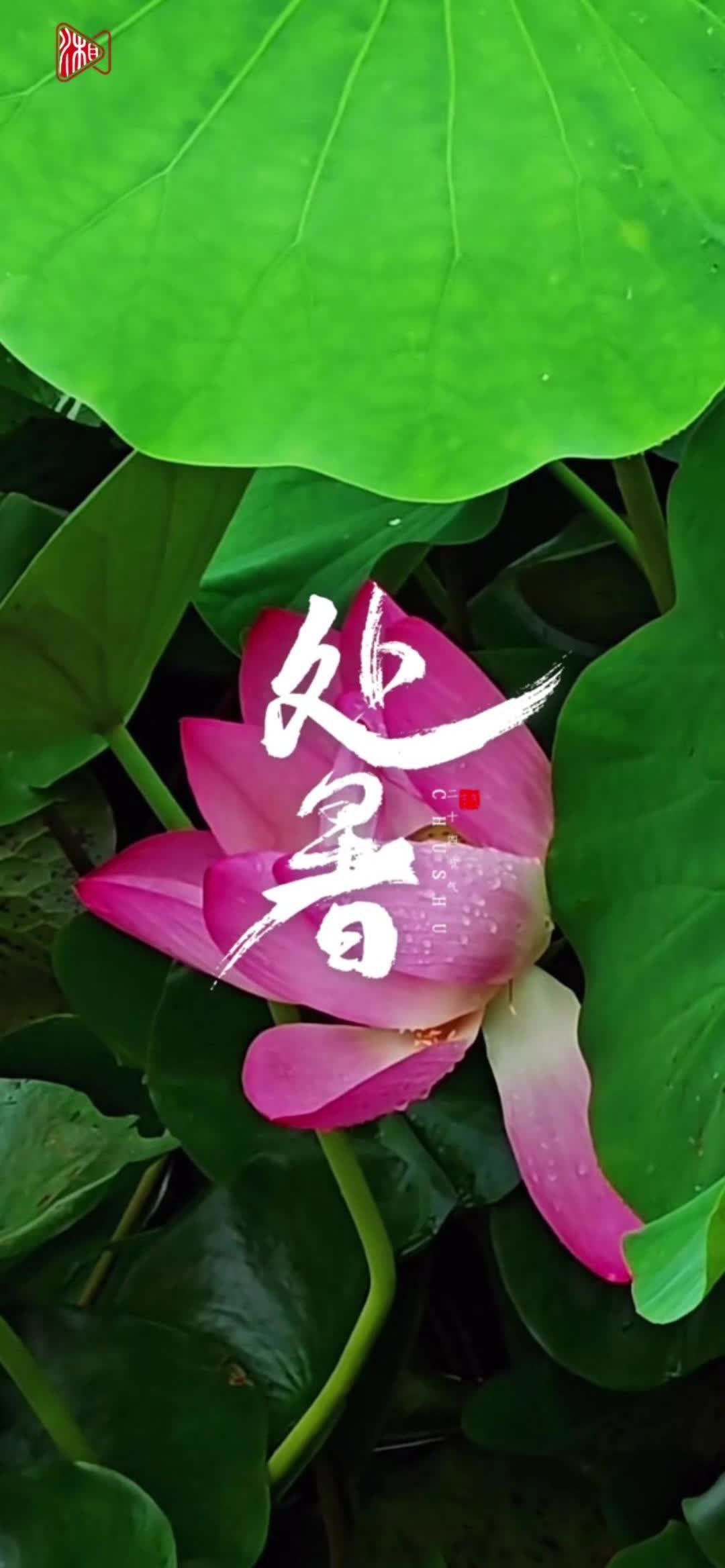 處暑時節(jié)，天氣悶熱