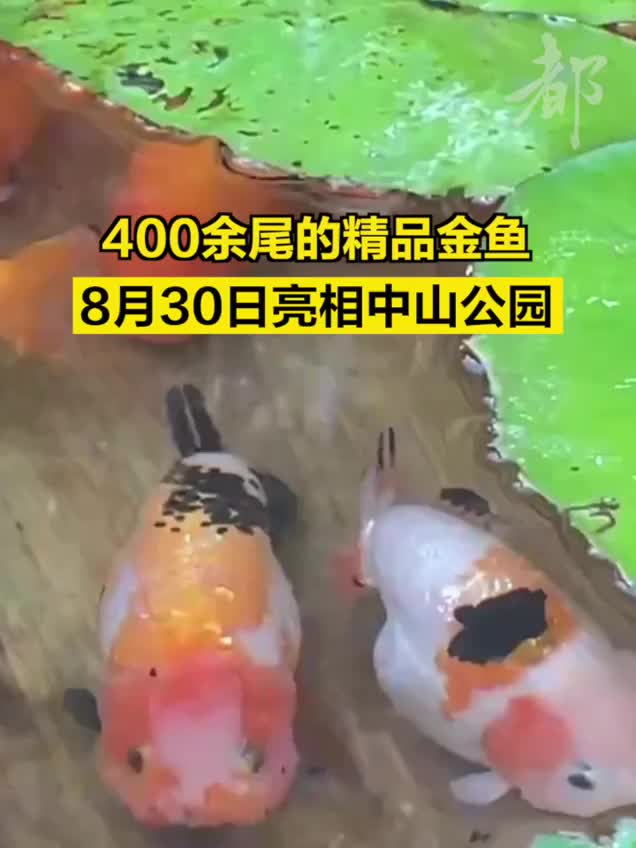 400余尾精品金魚亮相中山公園，有您喜歡的嗎？