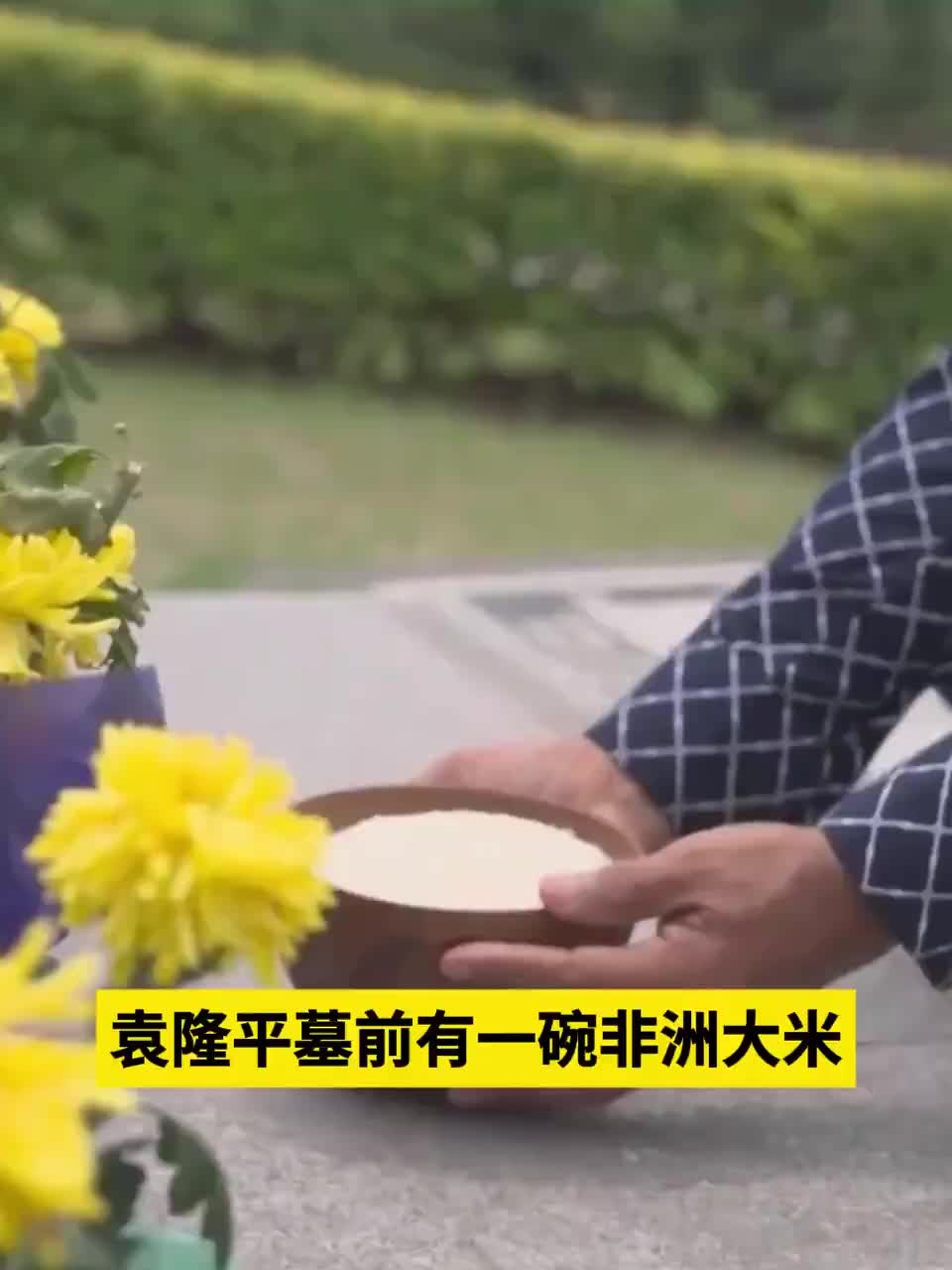 袁隆平墓前有一碗非洲大米