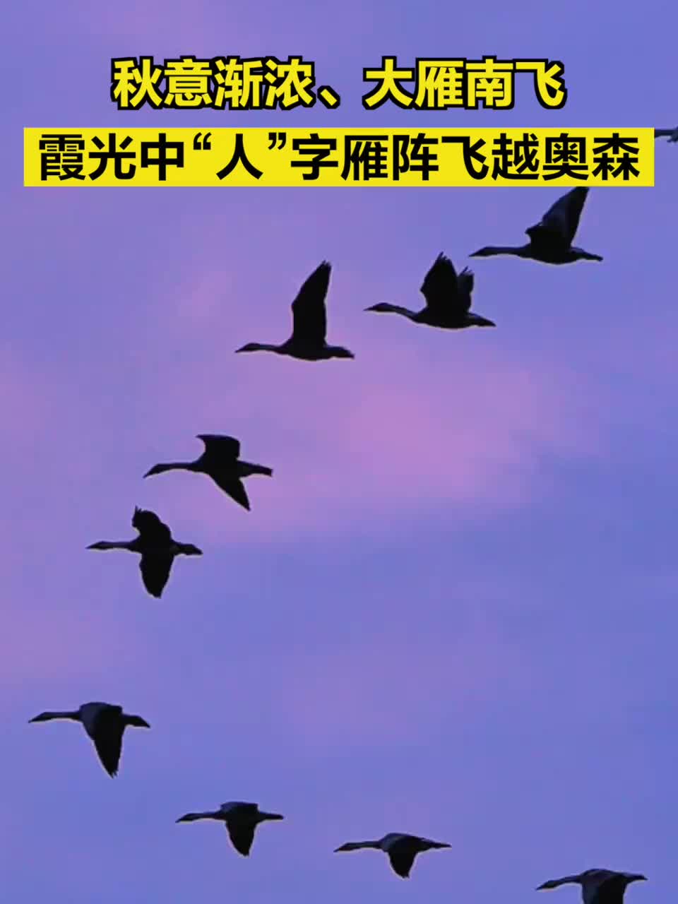秋意渐浓、大雁南飞，霞光中“人”字雁阵飞越奥森公园