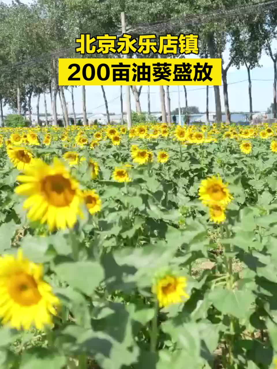 北京通州永樂店鎮(zhèn)200畝油葵盛放