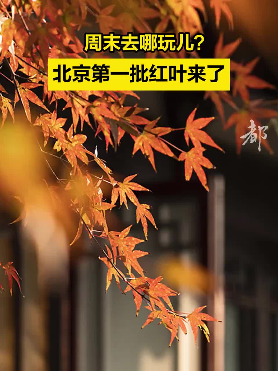 周末去哪玩兒｜北京第一批紅葉來了