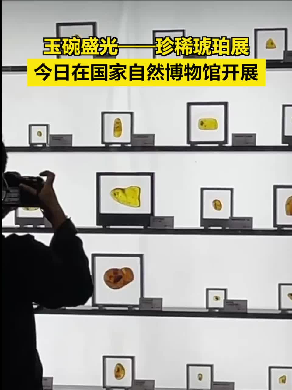 “玉碗盛光——珍稀琥珀展”在國家自然博物館開展