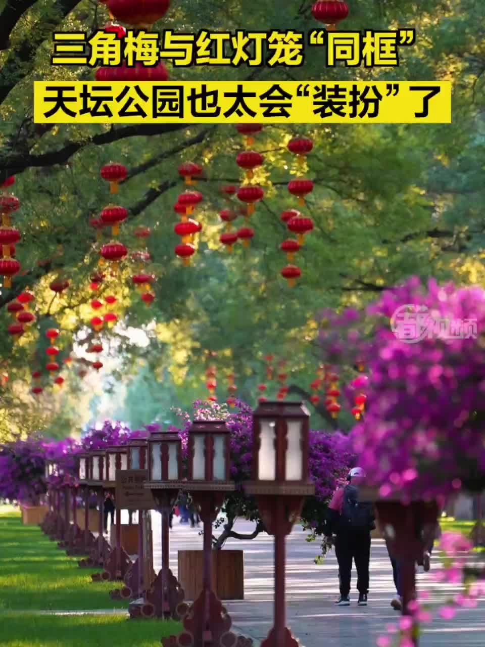 三角梅與紅燈籠“同框”，天壇公園也太會(huì)“裝扮”了！