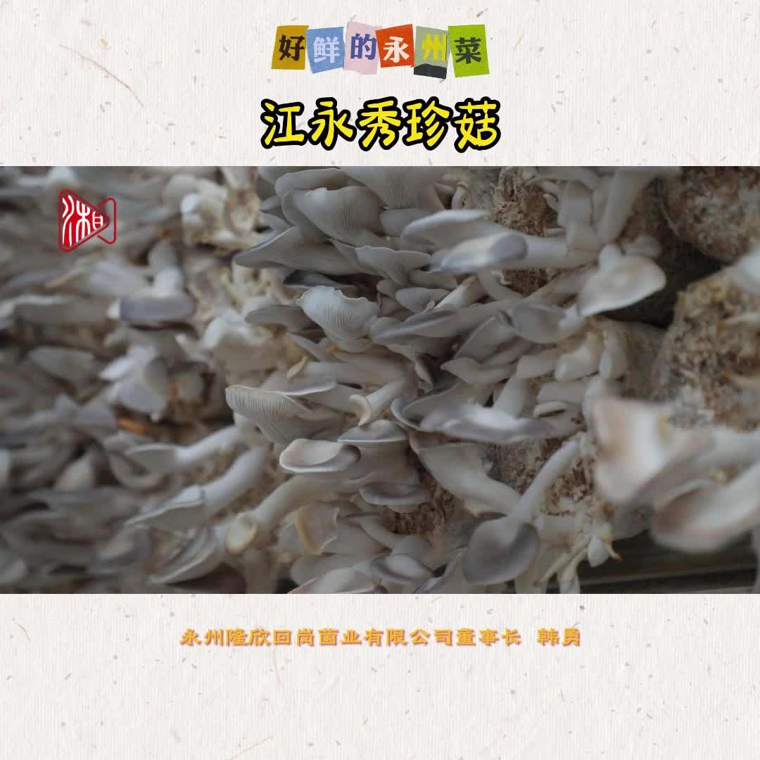 “菇中極品”竟然是它！江永每日發(fā)貨六噸