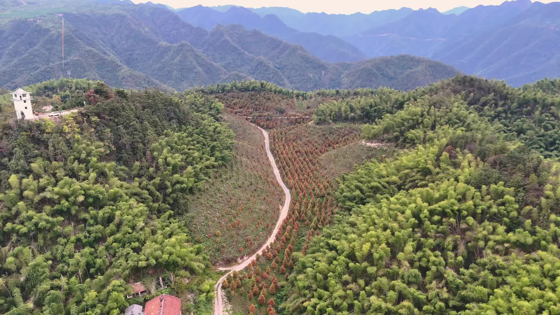 視頻｜初秋，鶴城區(qū)水杉林繪就五彩畫卷