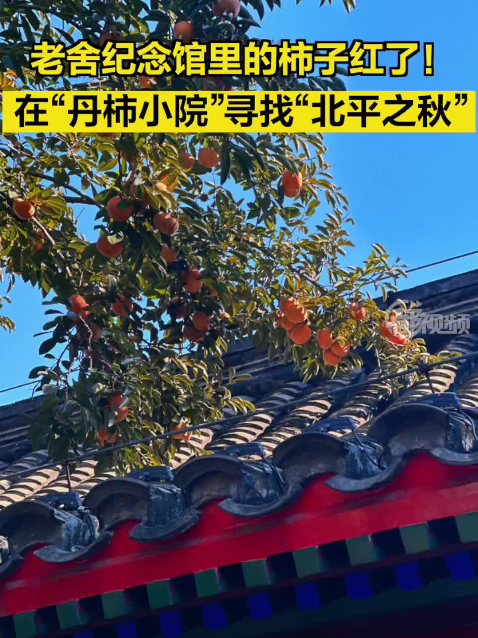 老舍纪念馆里的柿子红了！在“丹柿小院”寻找“北平之秋”