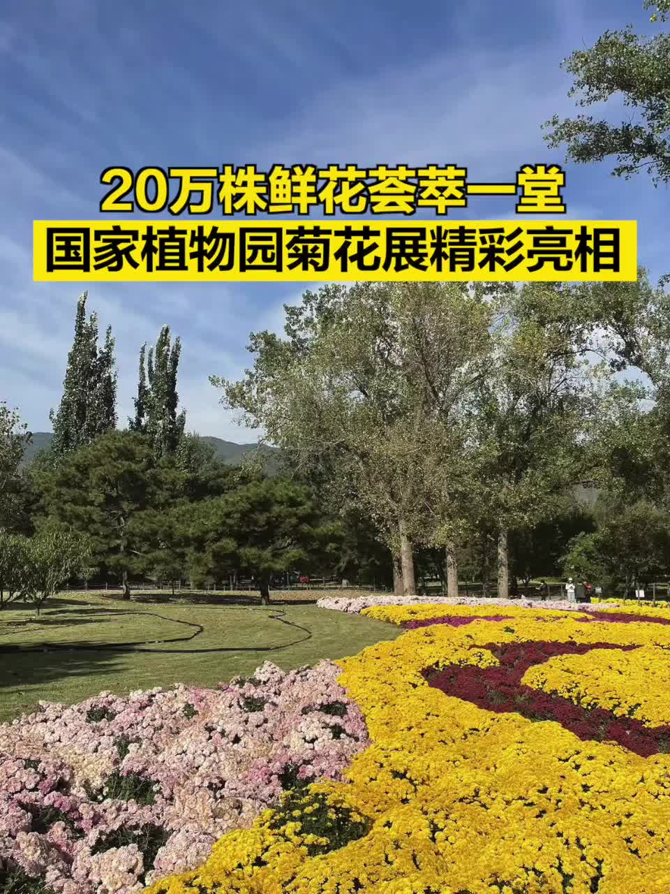 20万株鲜花荟萃一堂，国家植物园菊花展精彩亮相