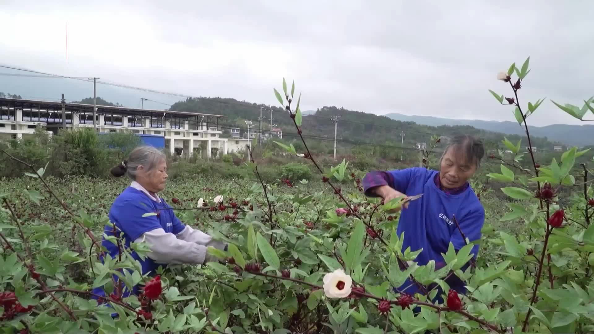 茶陵10万斤洛神花上市 首次出口东南亚