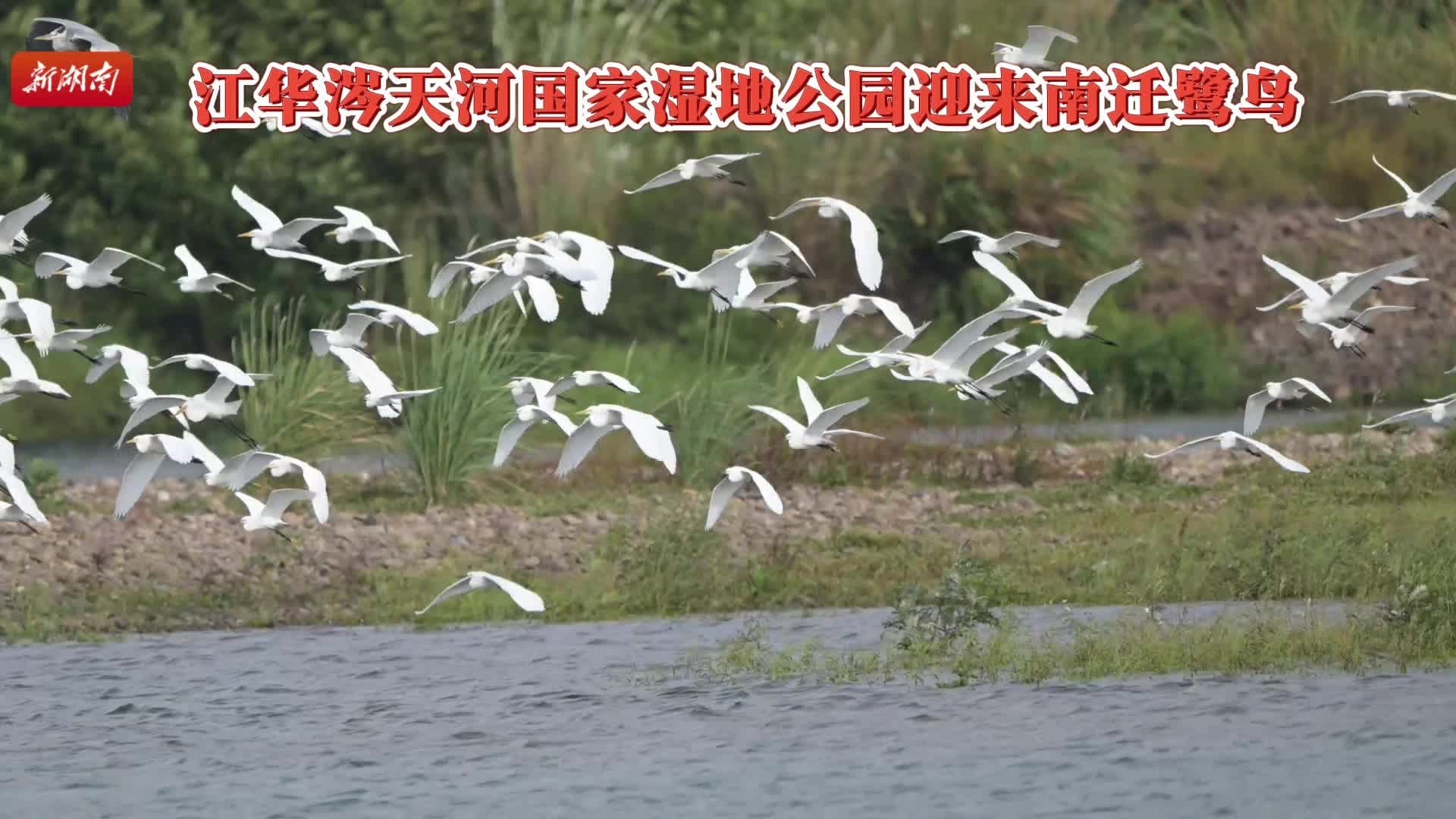 ​候鸟南迁 江华涔天河国家湿地公园白鹭纷飞