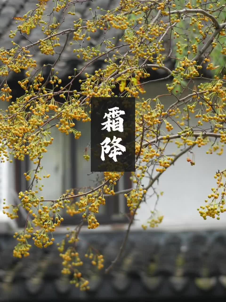 霜降｜秋已暮，露成霜